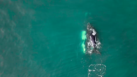 southern right whale calf swims above its mom underwater, aerial top-down