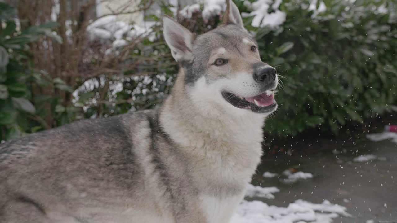 Close up of grey wolf with breathing vapor from open mouth, winter time, slowmo