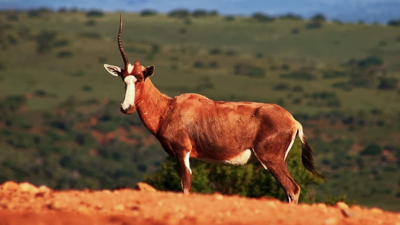 Un retrato de un hermoso antílope Blesbok con un solo cuerno de pie, alerta, en las colinas cubiertas de hierba de Sudáfrica