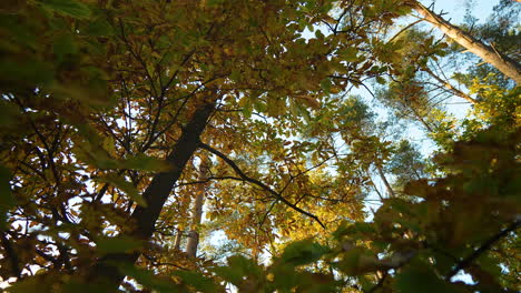 Vista-Hacia-Arriba-De-Un-Dosel-De-Hojas-De-Otoño-Contra-Un-Cielo-Azul-Claro-En-Un-Bosque-Caducifolio