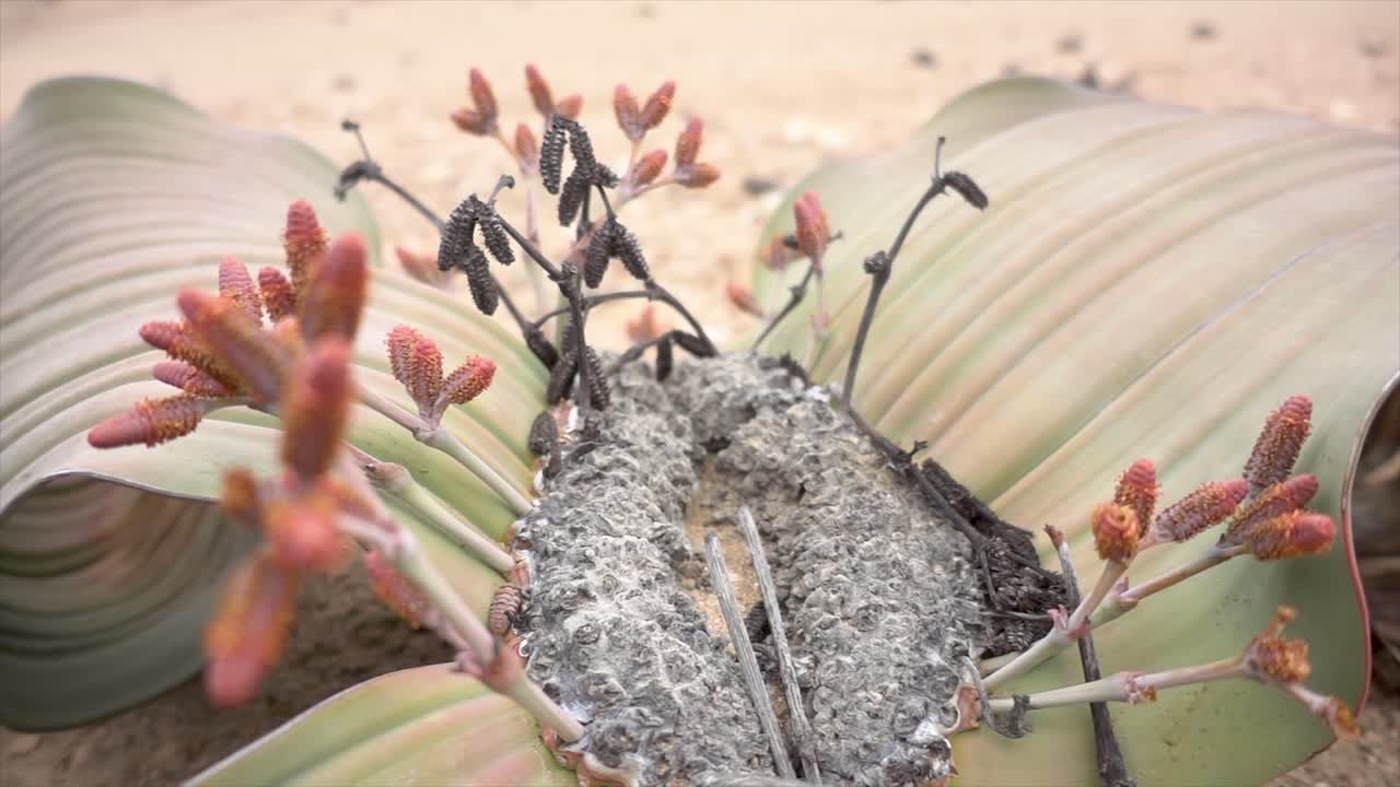primer plano en cámara lenta de una vieja welwitschia en el desierto de namibia