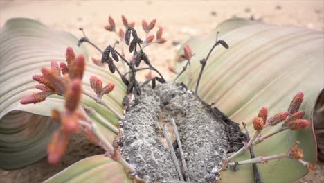 cool slowmotion close-up of an old welwitschia in the namibia desert