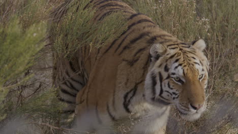 captured tiger in zoo walking through brush