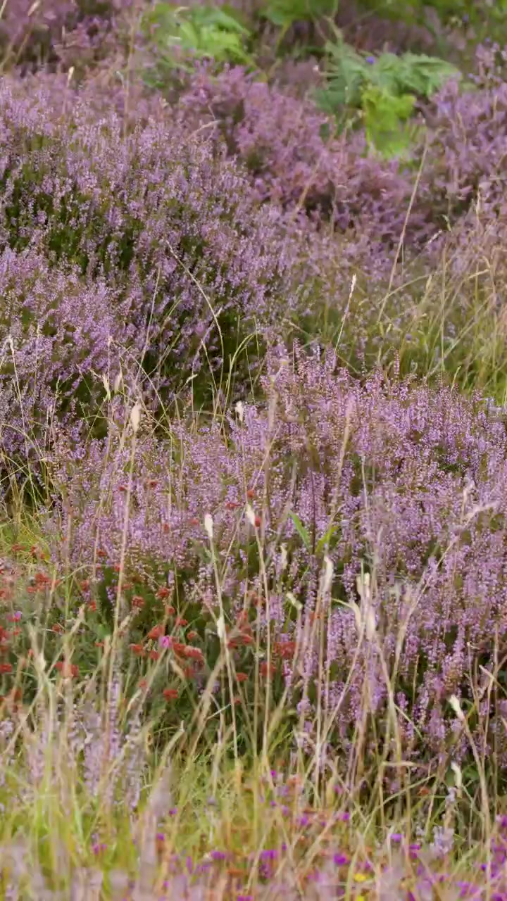 Üppige lila Heideblüten wiegen sich sanft auf einer Heidelandschaft, aufgenommen mit sanfter seitlicher Kamerabewegung.