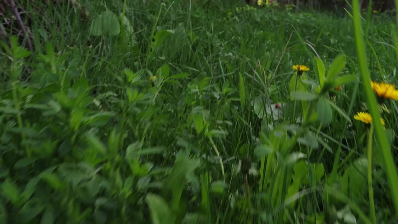 Close-up of Dandelions in a Field of Green Grass