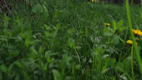 close-up of dandelions in a field of green grass