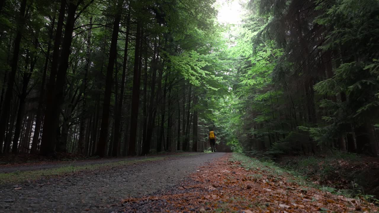 A man with a backpack hikes alone through the summer forest. Sunlight filters through the trees as he explores the peaceful nature