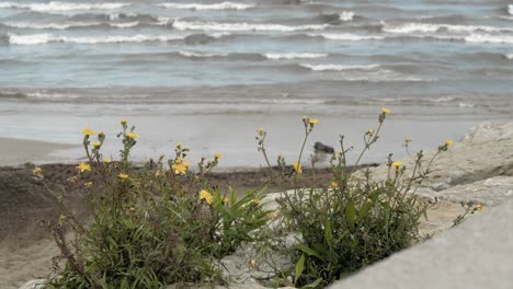 sea shore with yellow flowers growing among the stones