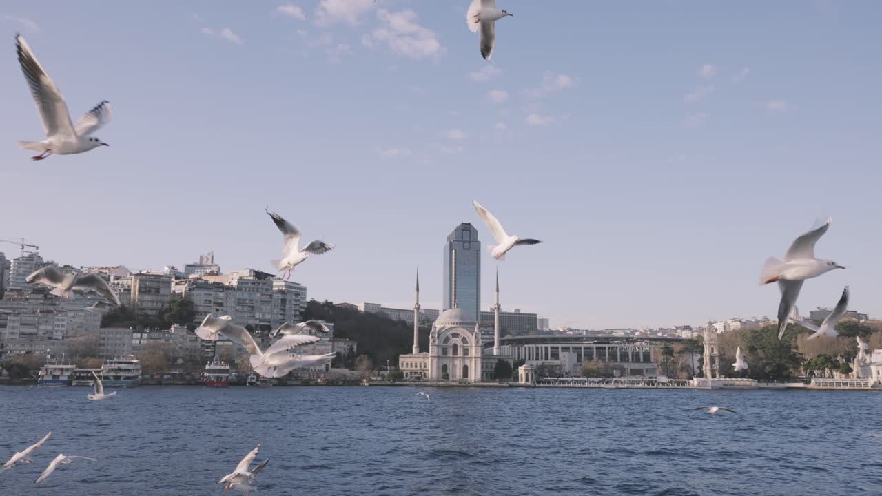 Martılar ve Cami ile İstanbul Boğazı