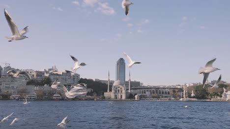 istanbul bosphorus with seagulls and mosque