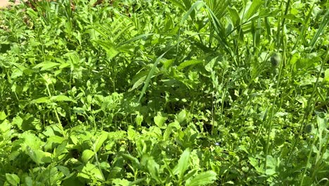 fresh vegetable garden scenic backyard farm nature landscape sunshine in spring season green background herbal aromatic natural healthy organic farm opium buds mint basil traditional rural life iran