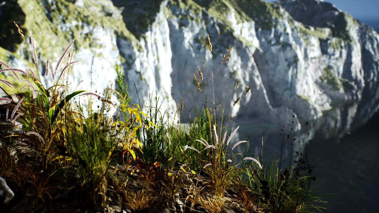 바다의 큰 바위 절벽에서 신선한 풀