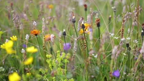 Abstrakter-Hintergrund-Von-Alpenblumen.