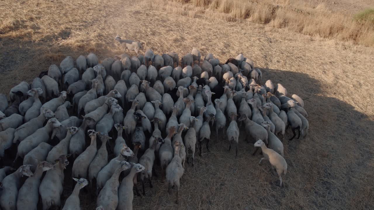 Aerial drone shot over herd of goats grazing along dry grass over grasslands in El Torcal de Antequera, Spain at dusk