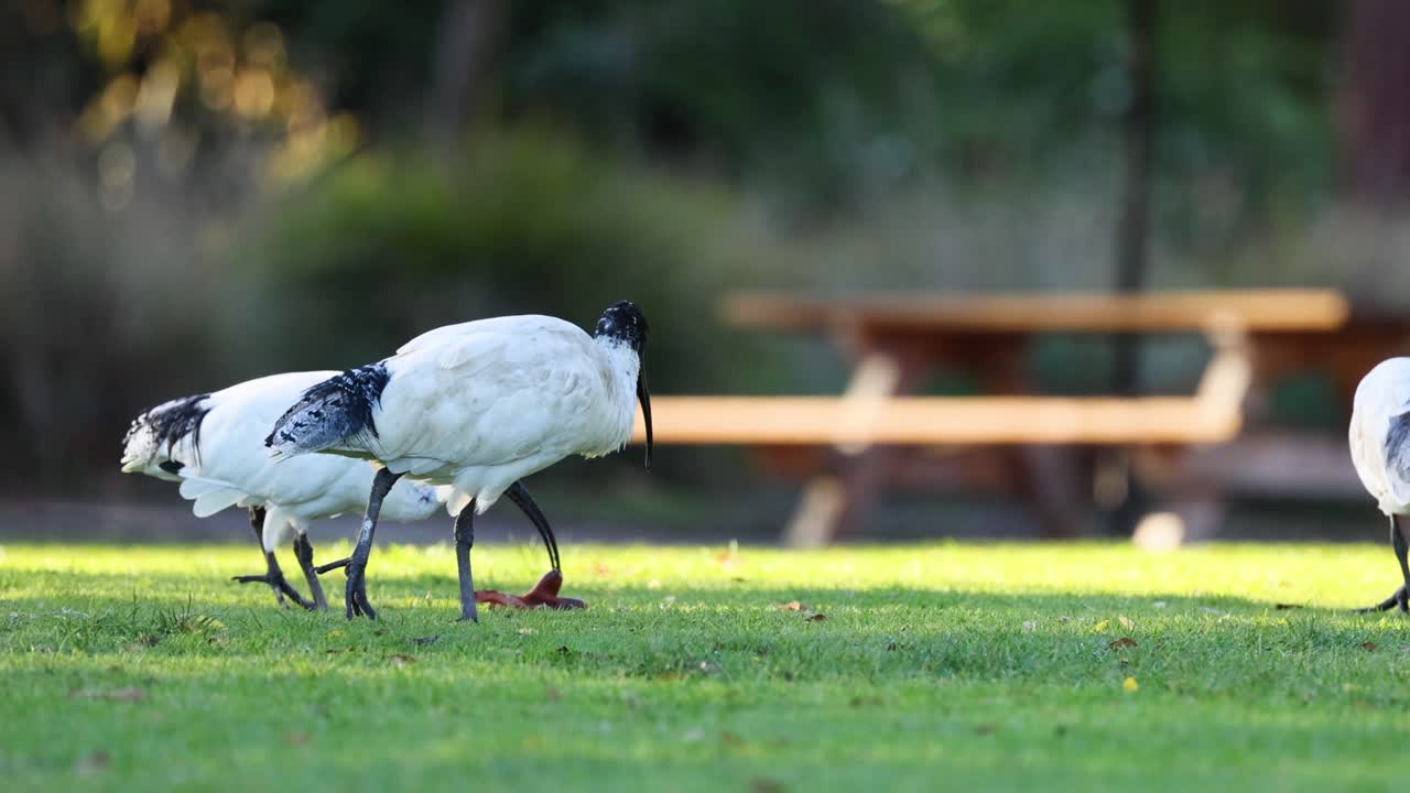 두 마리의 이비스 새가 고 상호 작용하고 있습니다.
