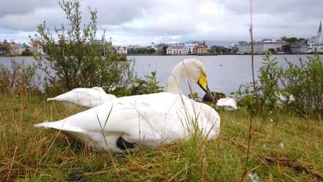 Flock-of-White-Whooper-swans-resting-in-the-middle-of-lush-grass-besides-a-lake-in-Iceland