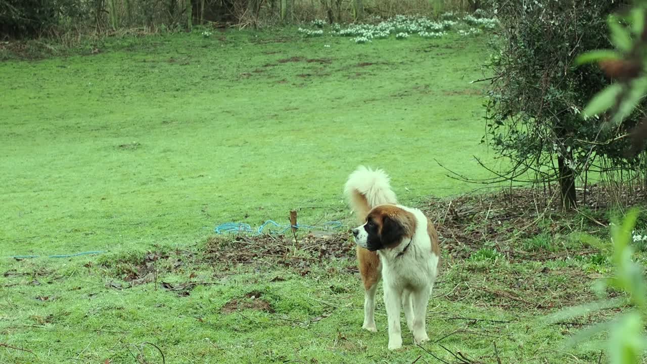 Male St Bernard dog in a field