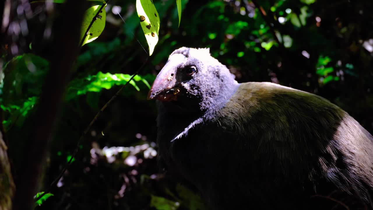 Primo piano di un giovane e curioso takahē, un uccello rallo non volatore, nel sottobosco della foresta a Wellington, Nuova Zelanda Aotearoa