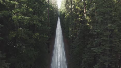 aerial of a long straight road through a lush and dense evergreen forest