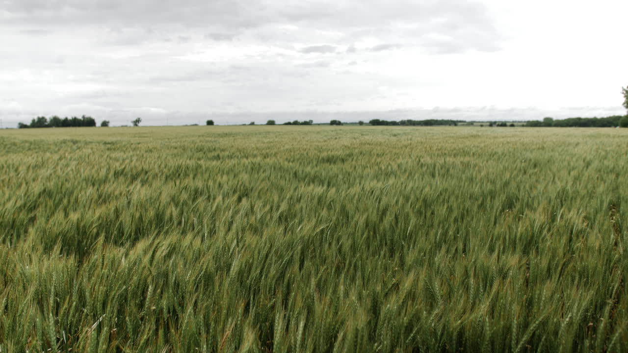 Wheat field, landscape, Kansas, background, grass, green, farm, farming, farmer, grow, growing, harvest, overcast, cloudy