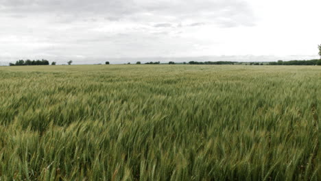 campo de trigo, paisaje, kansas, fondo, hierba, verde, granja, agricultura, agricultor, crecer, creciente, cosecha, nublado