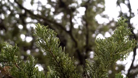 close-up of cypress branches with cones, focus and unfocus details