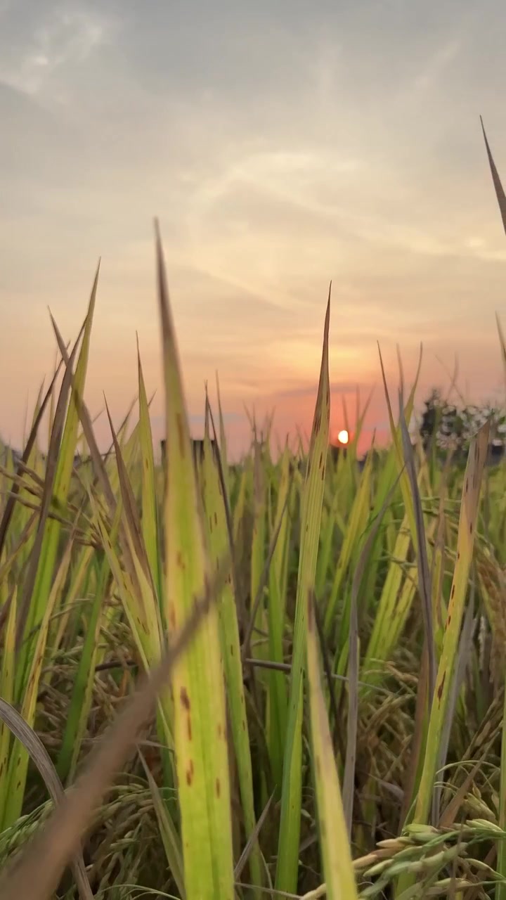 Ripresa verticale 4K a mano con panoramica a destra, messa a fuoco selettiva su chicchi di riso dorati maturi al tramonto, sfondo sfocato del sole, idilliaca risaia tropicale pronta per il raccolto, agricoltura biologica, natura, bokeh
