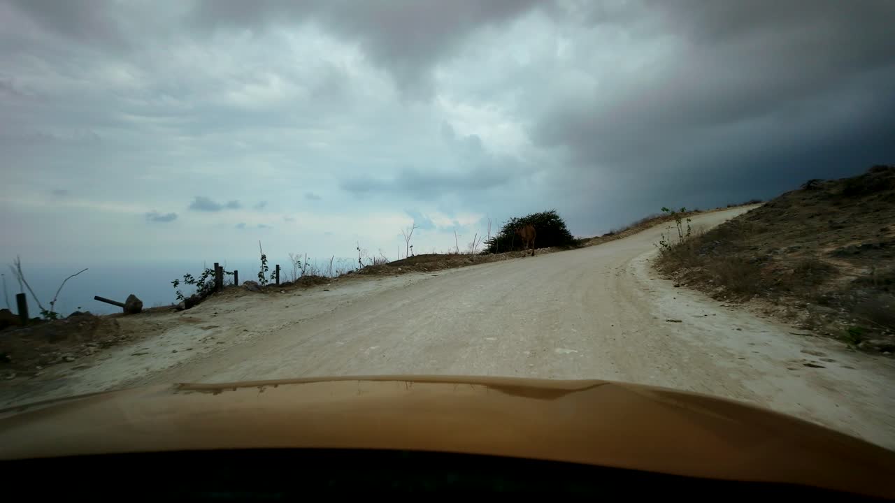 Driving in the remote Oman desert near the Yemen border as a free range camel walks by the vehicle