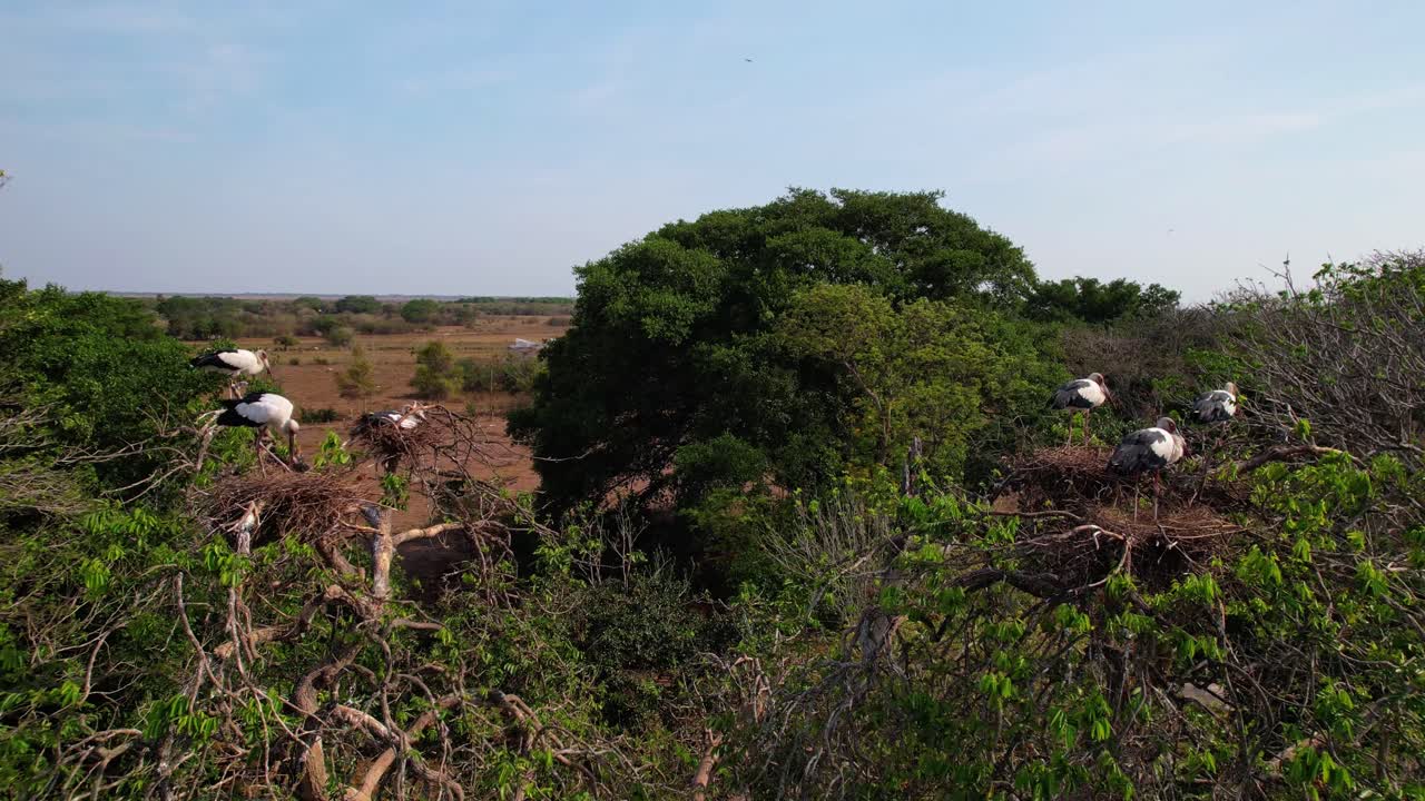 Aerial View of Black-necked Stilts Nesting