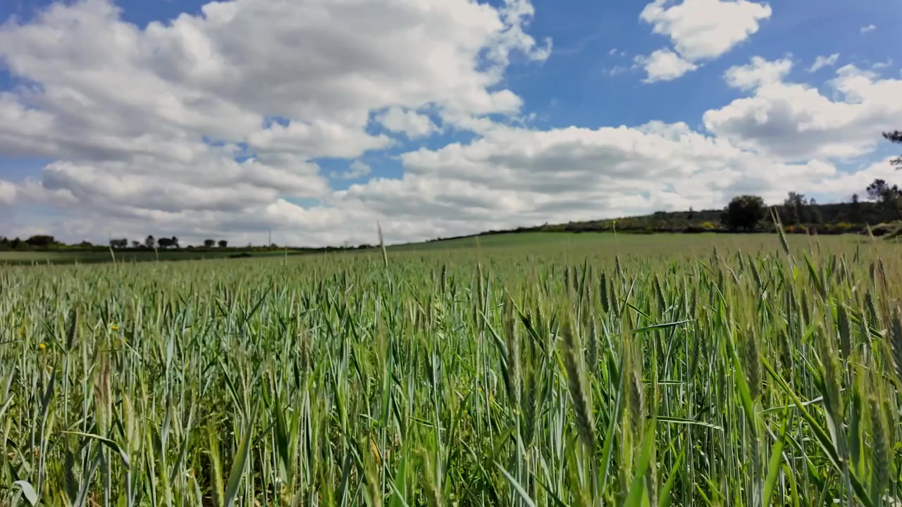 Ripresa a mano di un campo di coltivazione di cereali. Sicurezza alimentare dell'UE.