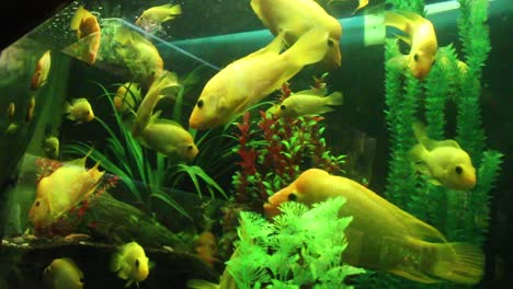 Peces-Nadando-En-El-Acuario