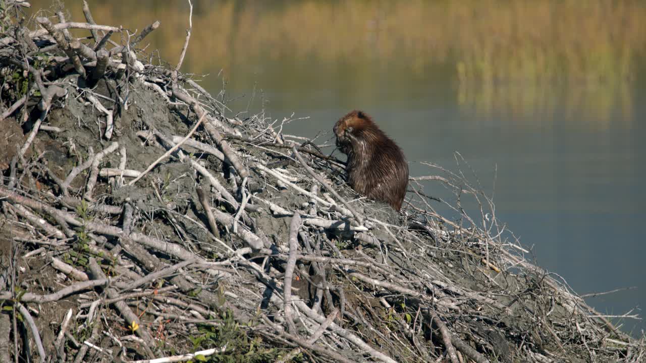 North American Beaver Looking For Food on Alaskan Coastline, Wide Static View