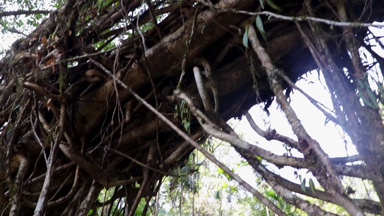 double decker living route bridge built by nature at forests from low angle video is taken at cherrapunji meghalaya india on Mar 10 2022.