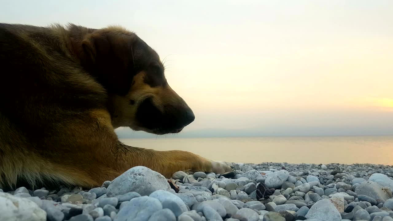 el momento feliz de un perro relajándose en la playa al atardecer.