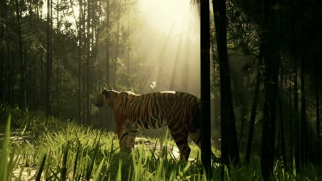 tiger in einem bambuswald