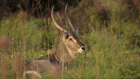 Male-waterbuck-lying-down-in-grass-scratches-back-with-horns,-Golden-Hour