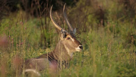 male waterbuck lying down in grass scratches back with horns, golden hour