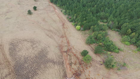 tomada de un dron de un gran rebaño de ganado marrón migrando a través de tierras secas en américa