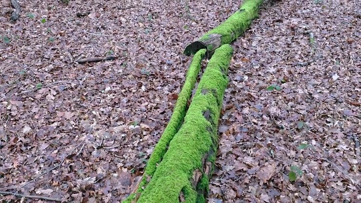Primo piano ripreso a mano di un tronco muschioso sul suolo della foresta con foglie cadute.