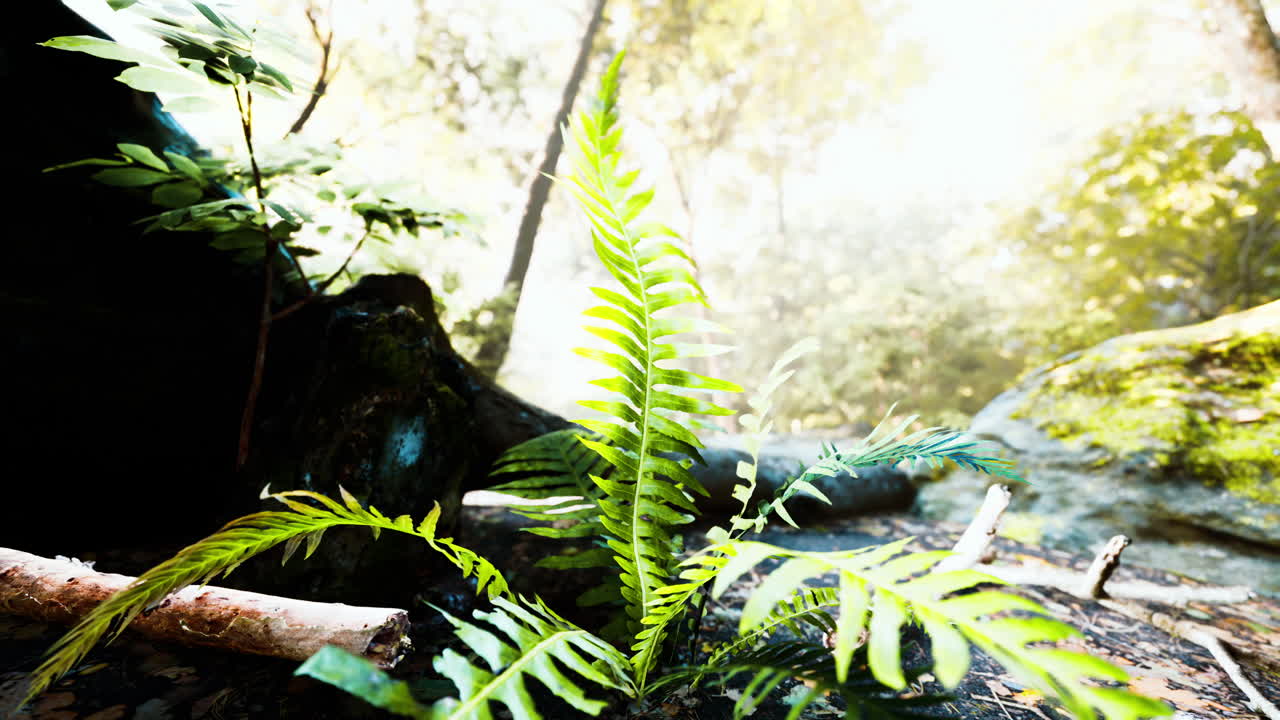 태양 광선에 의해 강조 된 잎 숲에서 안개 봄 아침