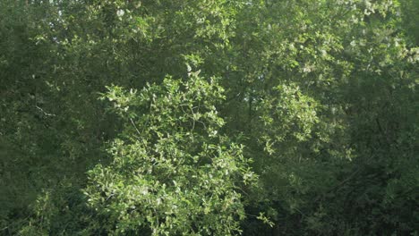 Kätzchensamen-Wehen-In-Echtzeit-In-Der-Brise,-üppige-Grüne-Vegetation