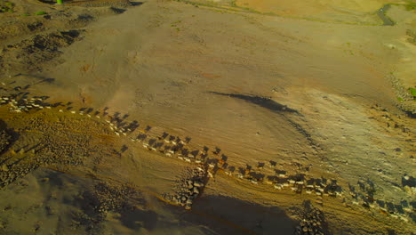 fotografía aérea de un rebaño de ovejas y cabras al atardecer en gran canaria
