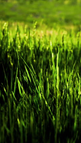 close up of lush green grass