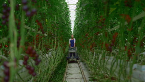 la mujer agricultora inspecciona la cosecha de la plantación de tomate. concepto de la industria agrícola.