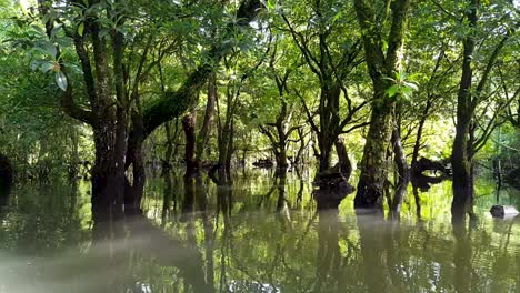 A-mangrove-ecosystem-and-trees-with-golden-light-in-brackish-saltwater-in-Pohnpei,-Micronesia