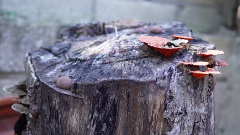 Hongos-Que-Crecen-En-Un-Tocón-De-árbol-Cortado