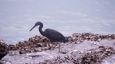 Pazifischer-Riffreiher-Vogel-Auf-Der-Jagd-Nach-Fischen,-Der-An-Einem-Felsigen-Strand-Steht,-Der-Von-Plätschernden-Wellen-Getroffen-Wird,-Und-Einen-Flügel-Hochfliegt---Zeitlupe