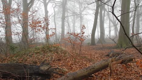 Las-Hojas-Del-Bosque-De-Cuento-De-Hadas-Caen-En-Los-árboles-Del-Bosque-En-Una-Densa-Niebla-Atmosférica-Brumosa