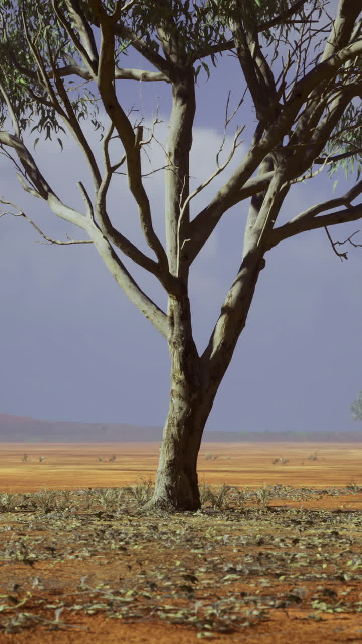 Drought affected landscape with a solitary tree under a clear sky