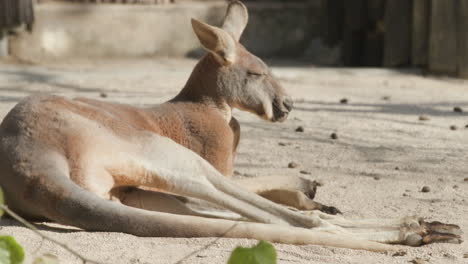 a kangaroo rolling around on the floor of its zoo enclosure with its eyes closed